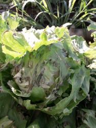 lattuga rovinata da grandine