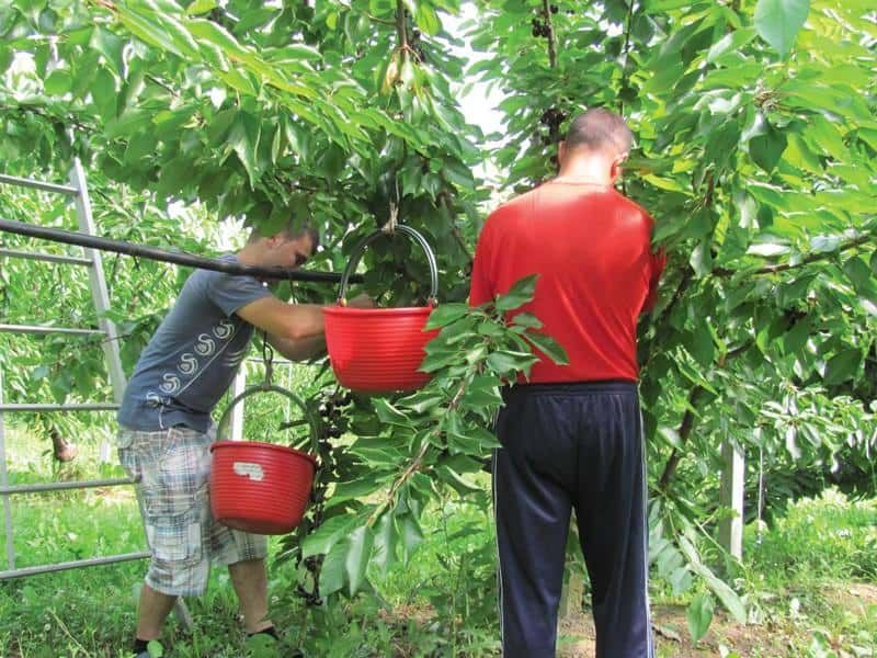 raccolta frutta