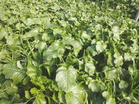 piante biocide