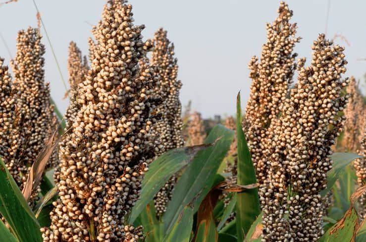 sorgo